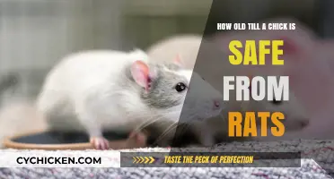 Protecting Chicks: Safe Age from Rats