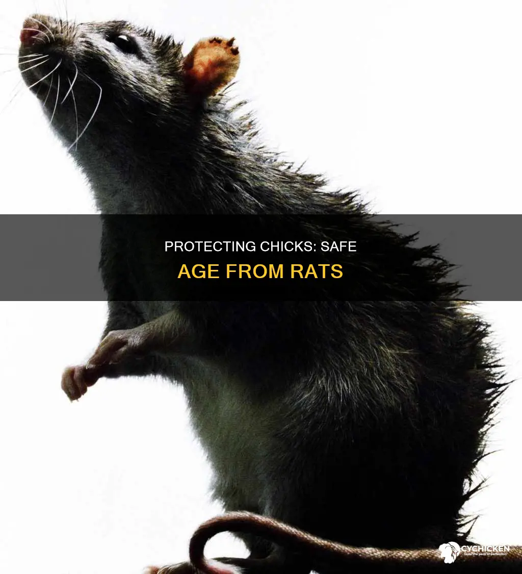 how old till a chick is safe from rats