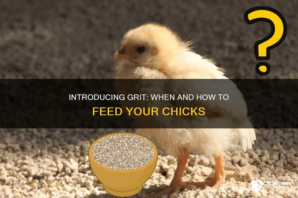 how old to add grit to food chicks