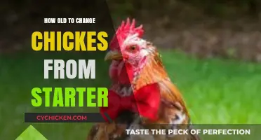 When to Transition Chickens from Starter Feed: A Complete Guide