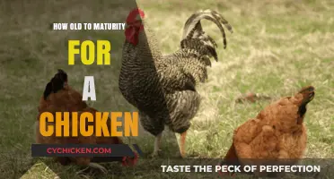 Understanding Chicken Maturity: Age and Development Milestones Explained