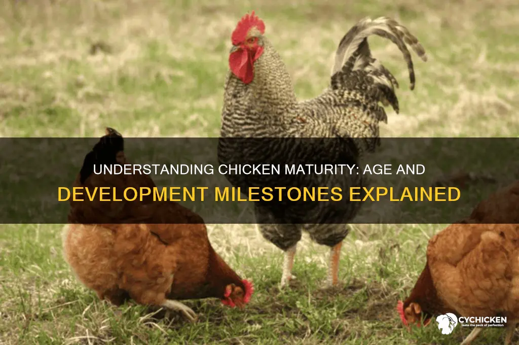 how old to maturity for a chicken