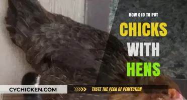 When Can Chicks Join Hens? A Guide to Safe Integration