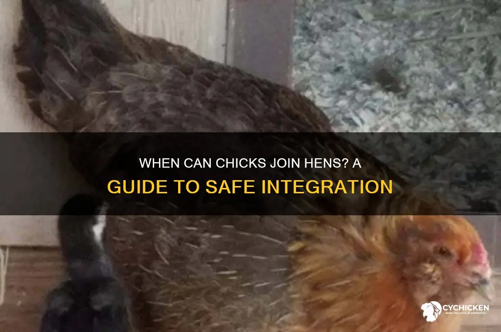 how old to put chicks with hens