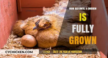 Understanding a Chicken's Growth: Adulthood Timeline