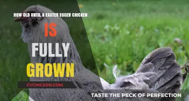 When Do Easter Egger Chickens Reach Maturity?