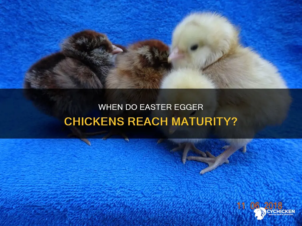 how old until a easter egger chicken is fully grown