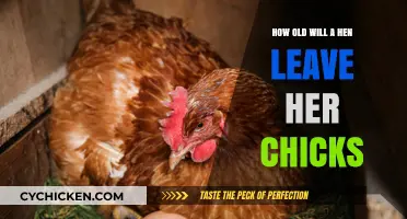 When Hens Abandon Their Chicks and Why