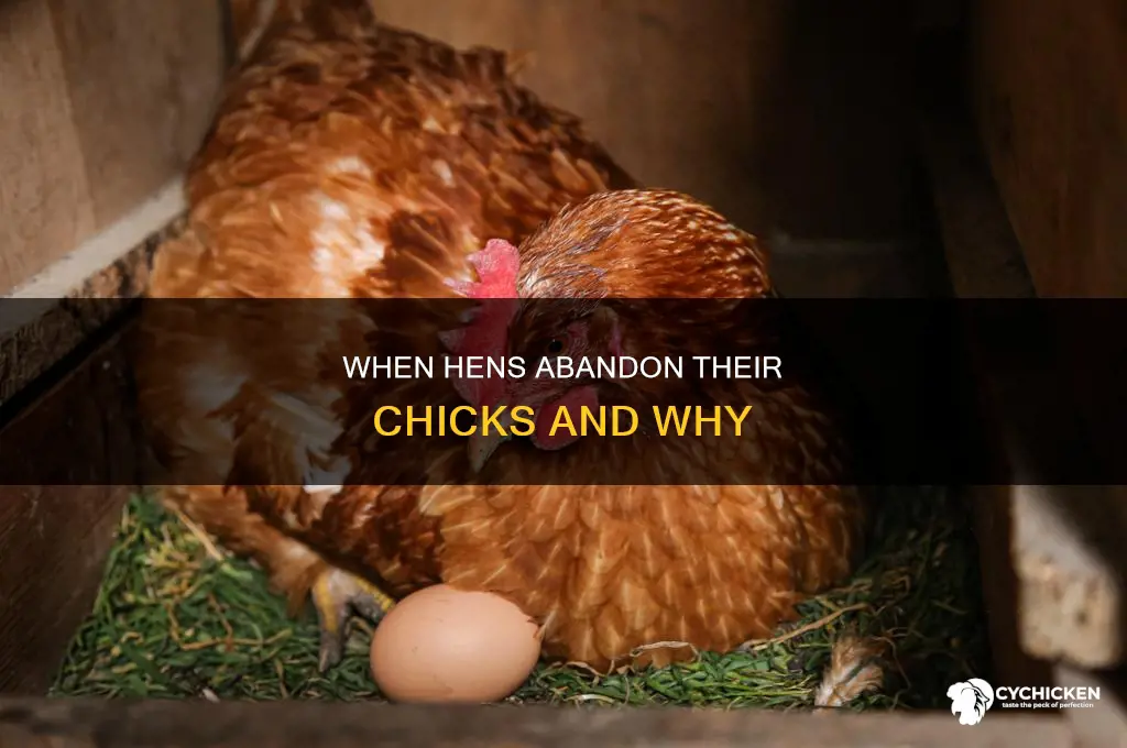 how old will a hen leave her chicks