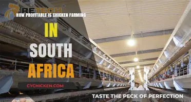 Lucrative Chicken Farming in South Africa