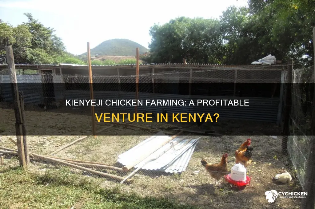 how profitable is kienyeji chicken farming in kenya
