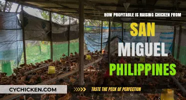 Chicken Farming in San Miguel: A Profitable Venture?