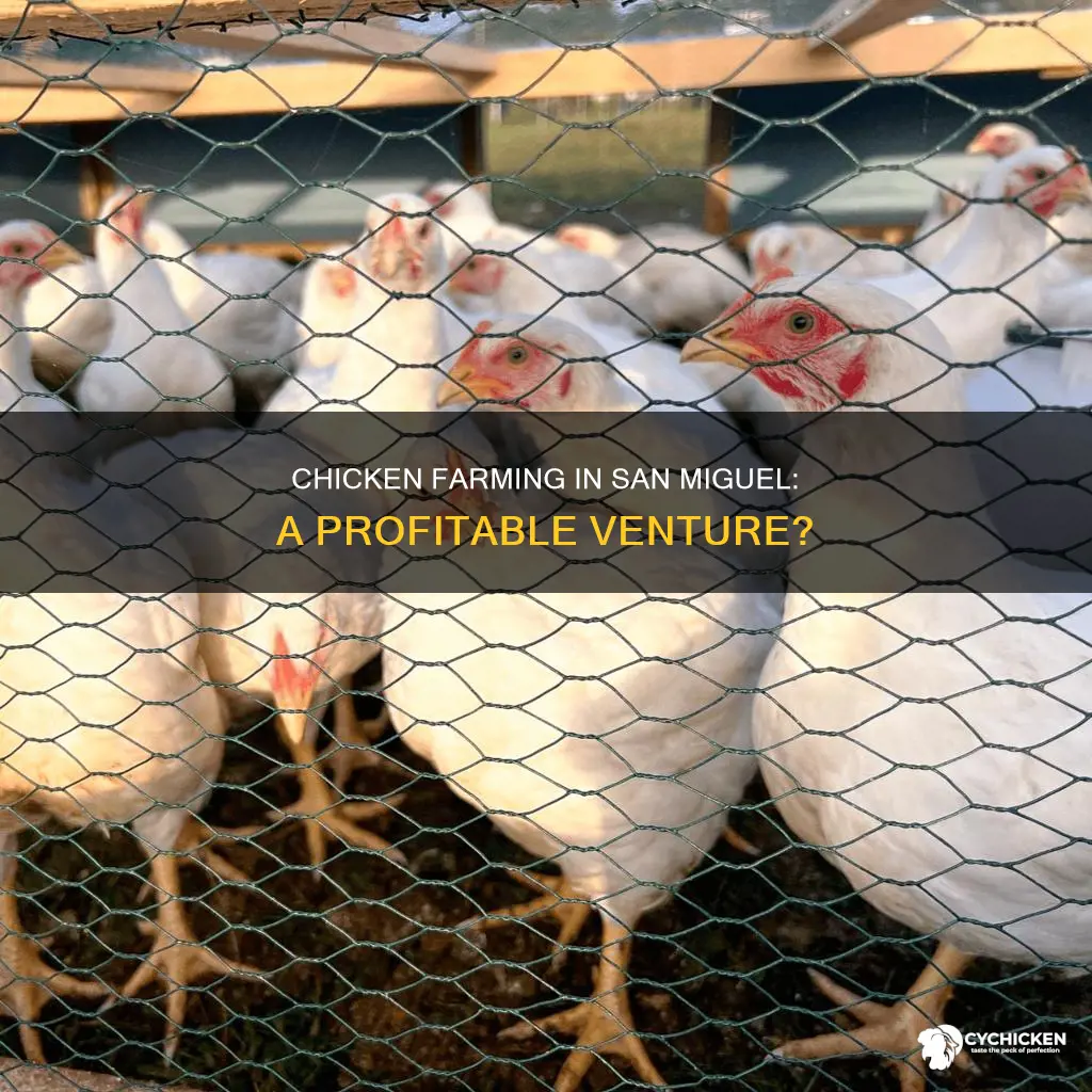 how profitable is raising chicken from san miguel philippines