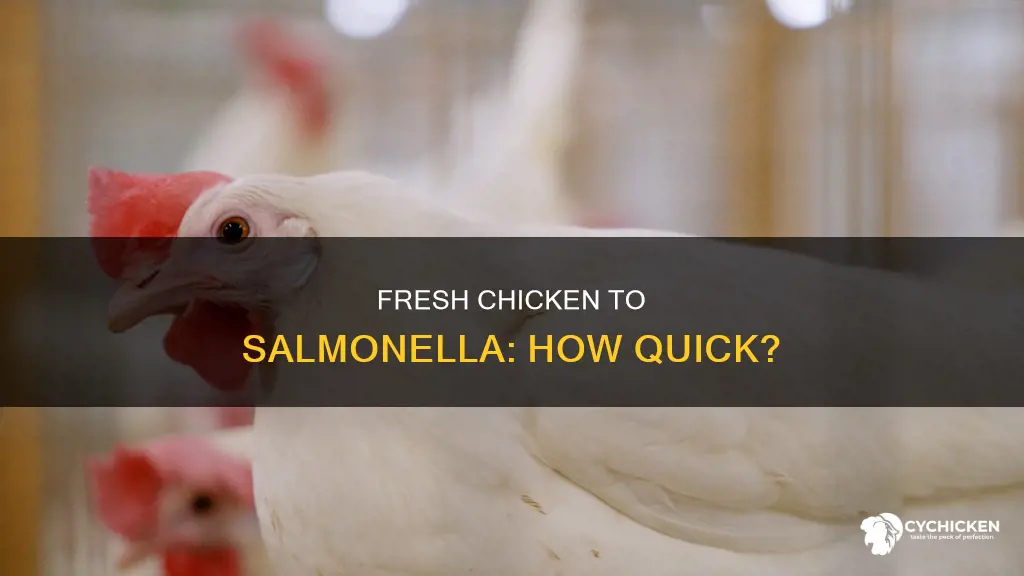 how quick does salmonella form on fresh killed chicken