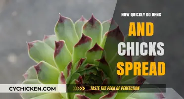 How Fast Do Hens and Chicks Multiply in Your Garden?