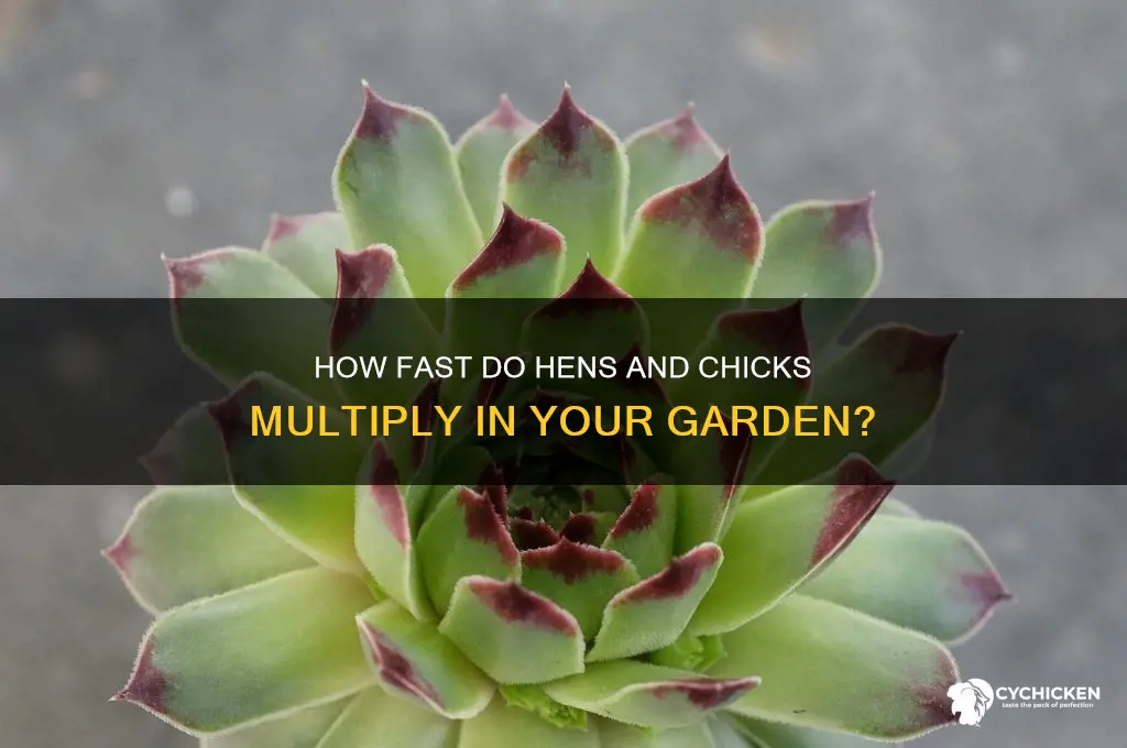 how quickly do hens and chicks spread