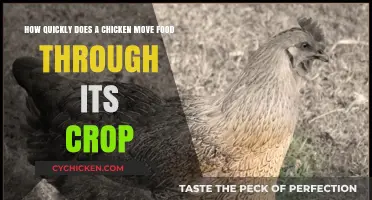 Chicken Crop: Rapid Food Processing