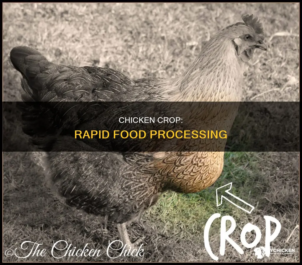how quickly does a chicken move food through its crop