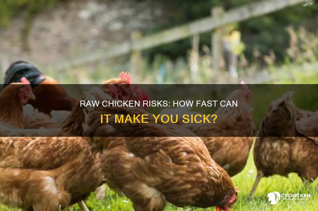 how quickly does raw chicken affect you