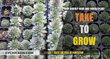 Quick-Growing Hens and Chicks: How Long Until They Bloom?