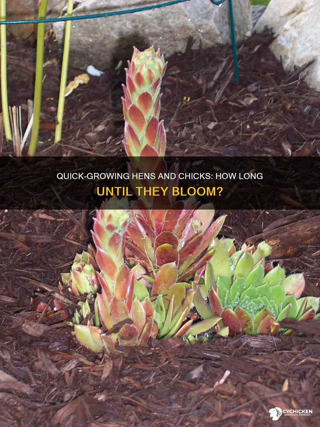 how quickly hens and chicks plant take to grow