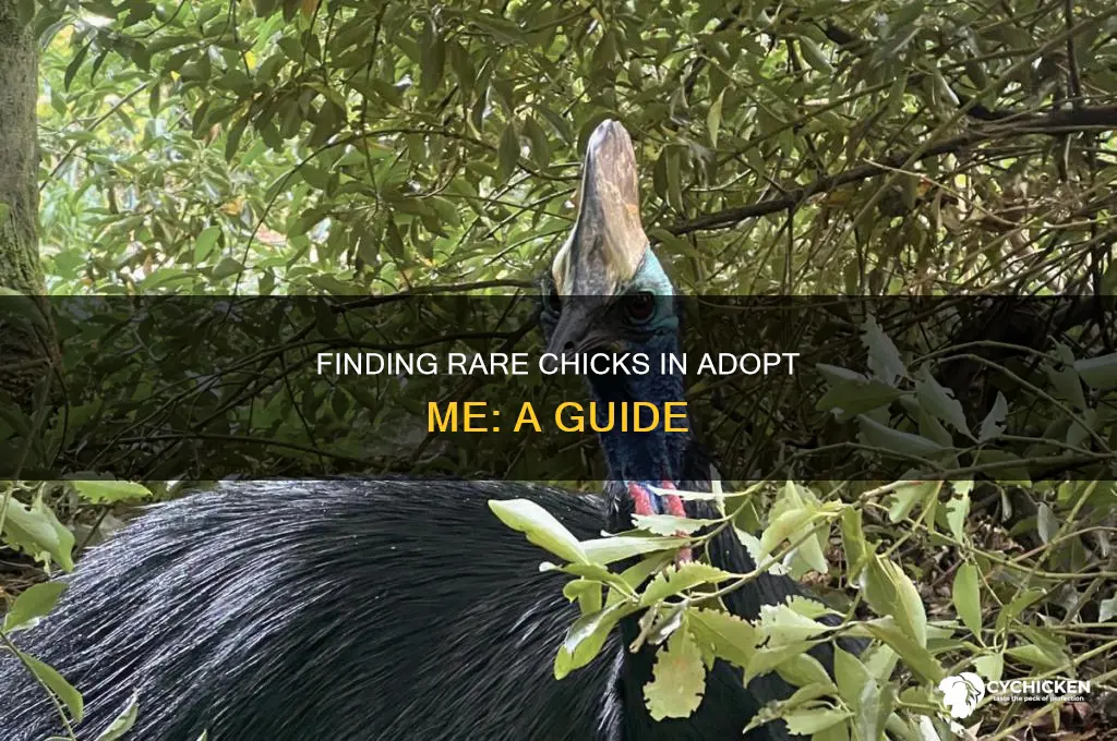 how rare is a chick in adopt me
