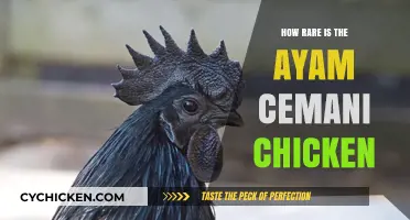 Ayam Cemani Chicken: Unveiling the Rarity of This Unique Breed