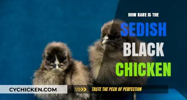 Unveiling the Mystery of the Swedish Black Chicken's Rarity
