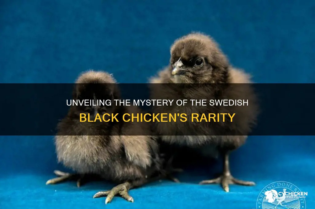 how rare is the sedish black chicken