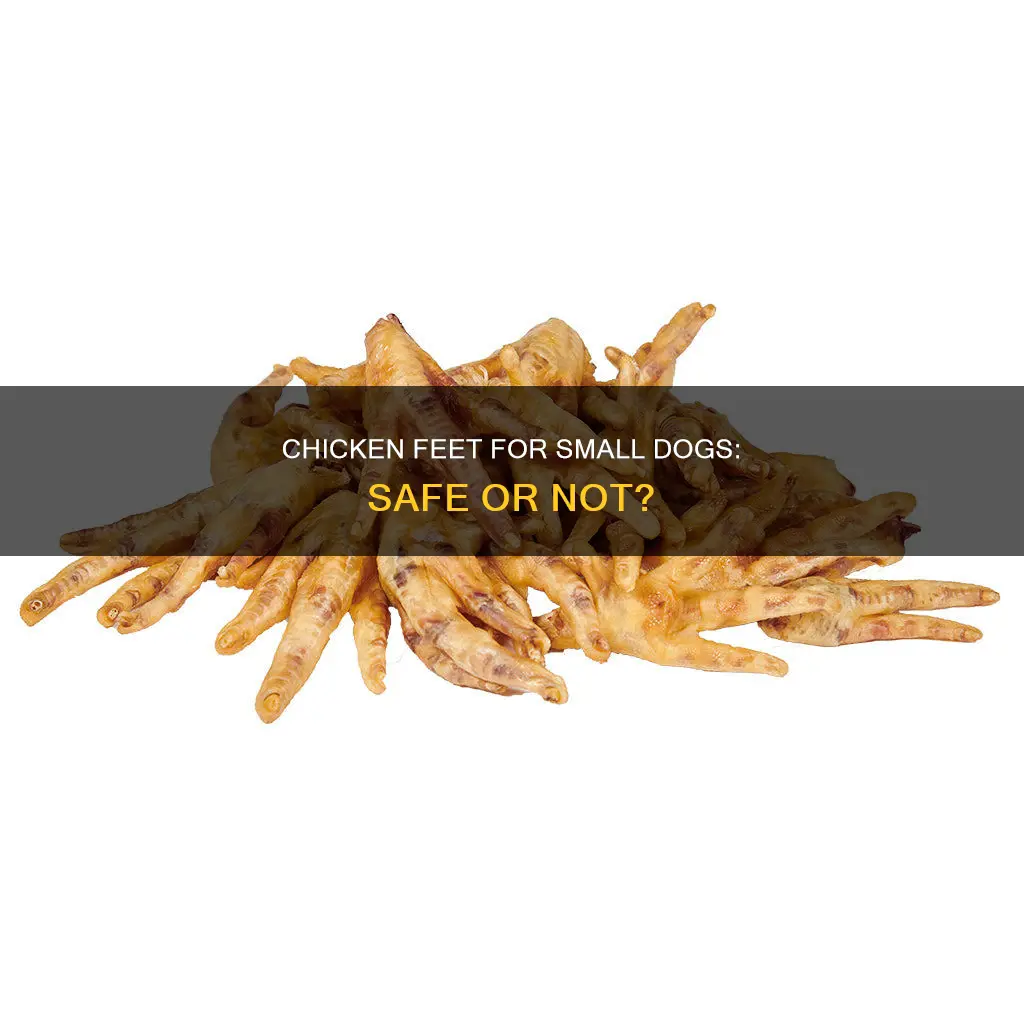 how safe is it to give small dog chicken feet