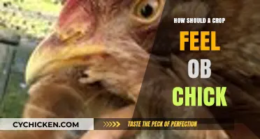 Understanding Crop Sensitivity: How to Handle Chicks with Care