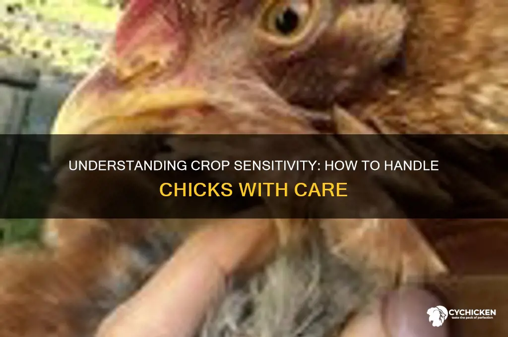how should a crop feel ob chick
