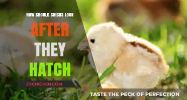 Caring for Newborn Chicks: Essential Post-Hatch Appearance and Health Tips