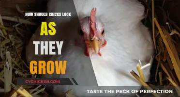 Chick Growth Stages: Appearance Changes and Healthy Development Guide