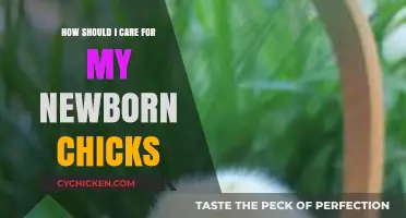 Caring for Newborn Chicks: Essential Tips for First-Time Owners