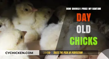 Pricing Your Bantam Chicks: A Guide