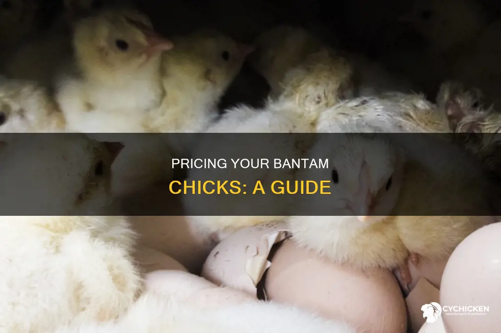how should i price my bantam day old chicks