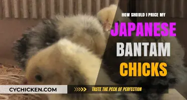 Pricing Japanese Bantam Chicks: A Guide