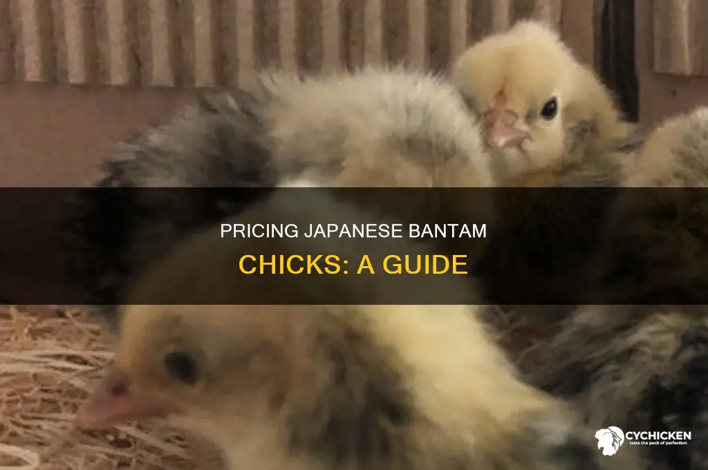 how should i price my japanese bantam chicks
