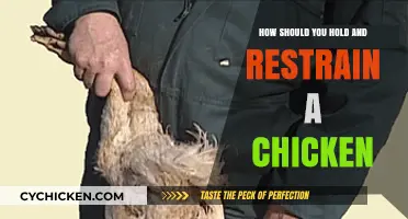 Handling Chickens: The Right Way to Hold and Restrain