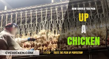 Mastering the Gentle Art of Safely Picking Up a Chicken
