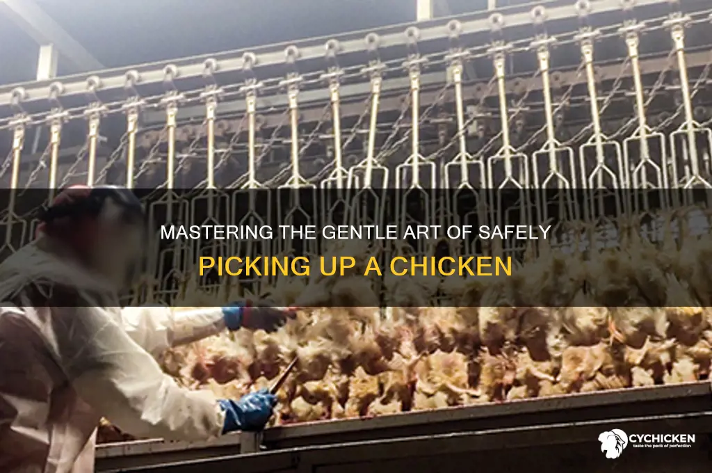 how should you pick up a chicken