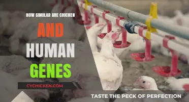 Unraveling the Surprising Genetic Similarities Between Chickens and Humans