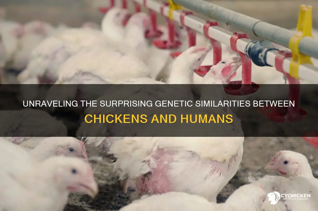 how similar are chicken and human genes