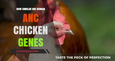 Unraveling the Surprising Genetic Similarities Between Humans and Chickens