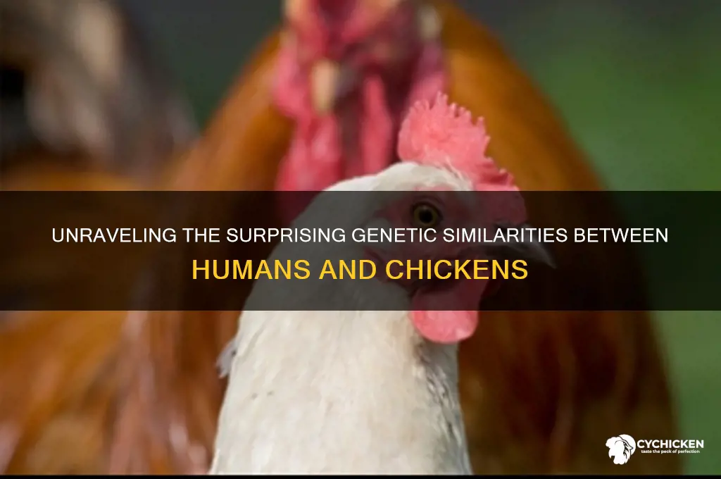 how similar are human anc chicken genes