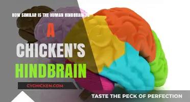 Hindbrain Similarities: Humans and Chickens
