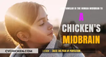 Midbrain Similarities: Humans and Chickens