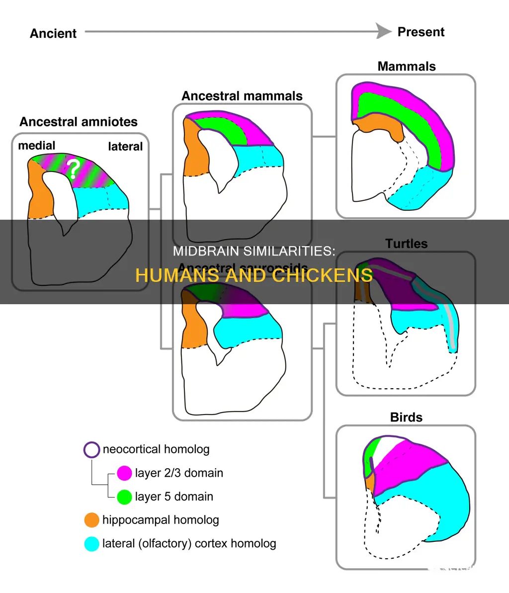 how similar is the human midbrain to a chicken