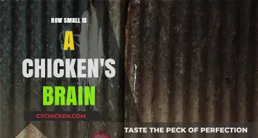 Unveiling the Tiny Truth: How Small is a Chicken's Brain?